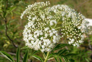 American Elderberry Flower