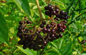 American Elderberry