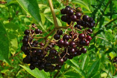 American Elderberry