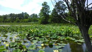American Yellow Lotus_Garden