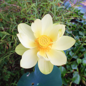 American Yellow Lotus_(Nelumbo_lutea)