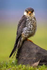 Amur Falcon Female