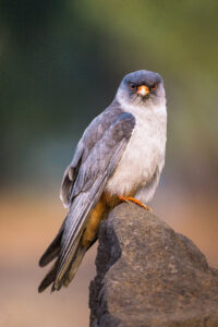 Amur Falcon Male