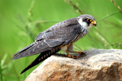 Amur-Falcon_featured-image