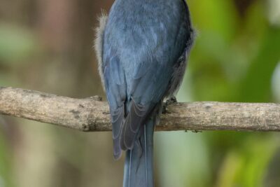 Ashy Drongo