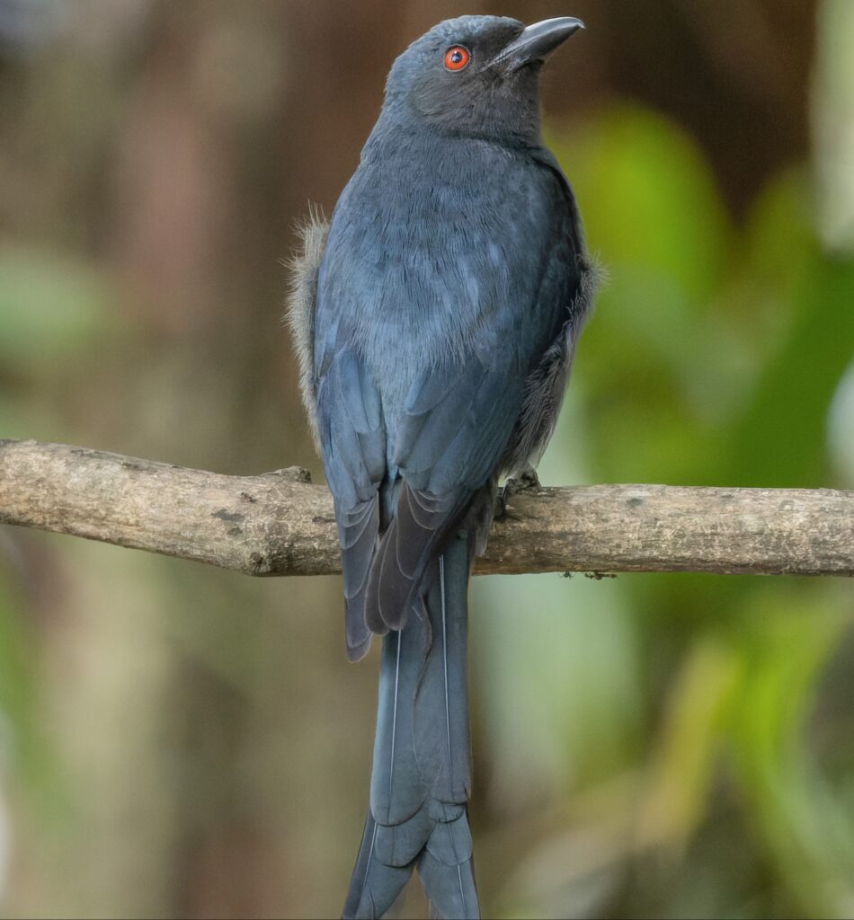 Ashy Drongo