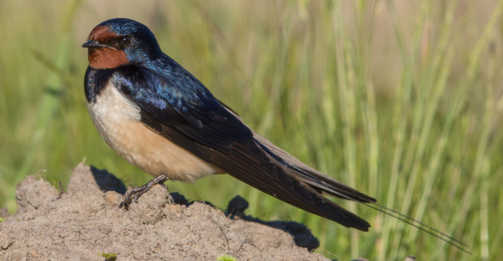 Barn Swallow