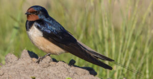 Barn Swallow