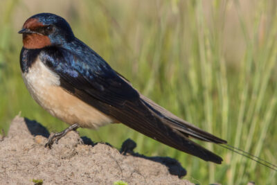 Barn Swallow