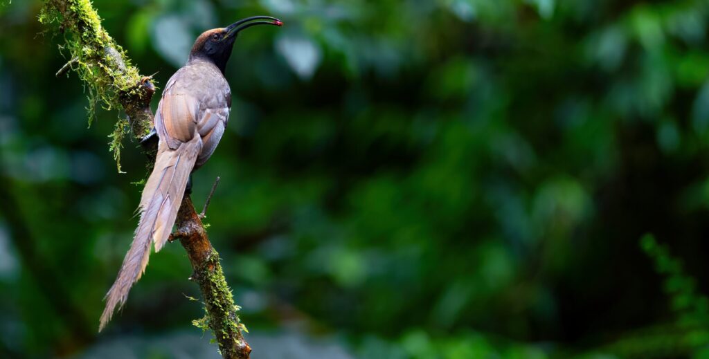 Black Sicklebill female
