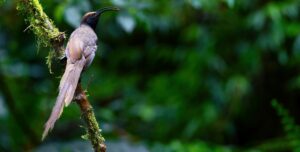 Black Sicklebill female