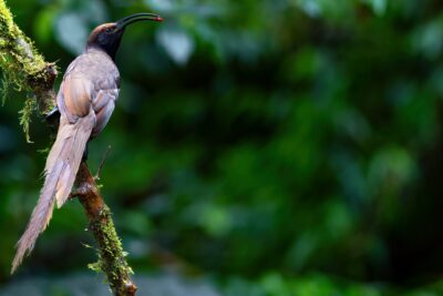 Black Sicklebill female