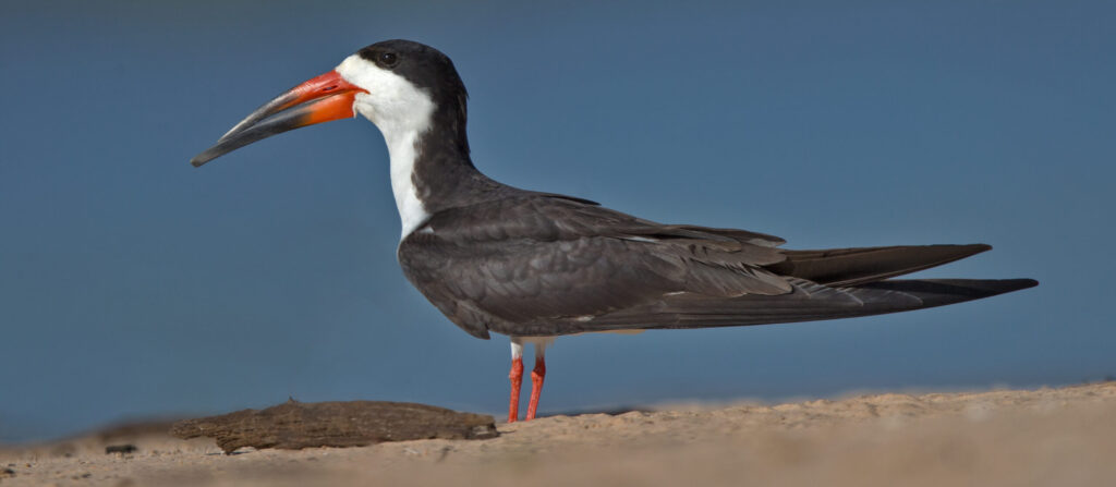 Black Skimmer