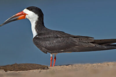 Black Skimmer