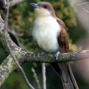 Black-Billed Cuckoo