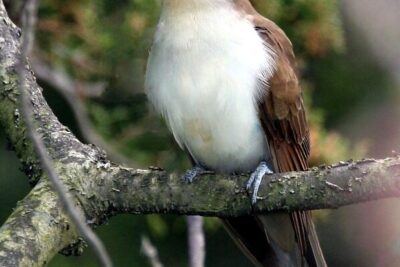 Black-Billed Cuckoo