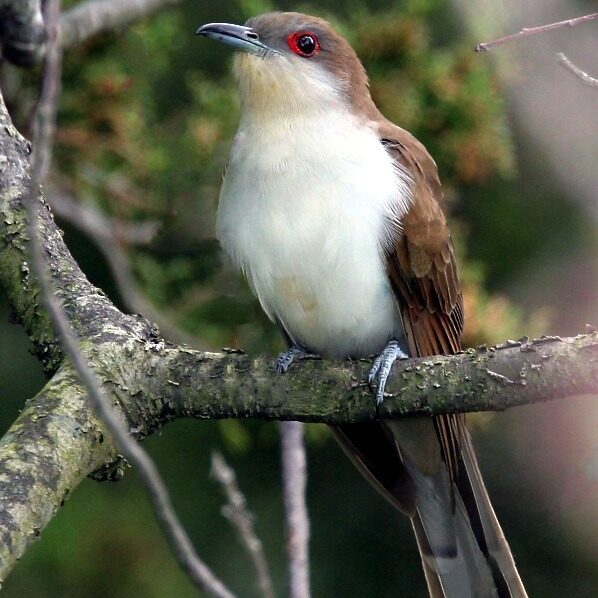 Black-Billed Cuckoo