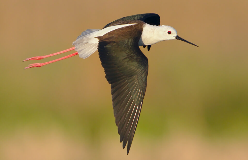 Black-winged Stilt