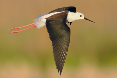 Black-winged Stilt