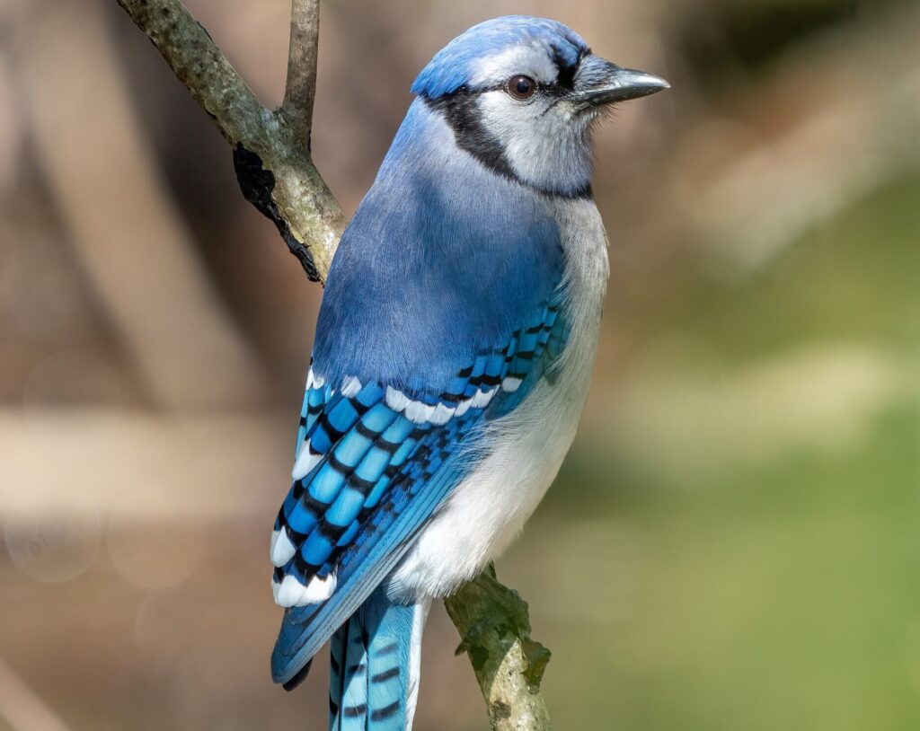 Blue Jay