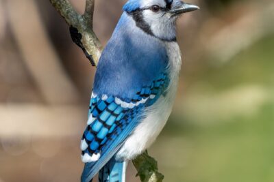 Blue Jay