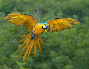 Blue & Yellow Macaw_Ara ararauna
