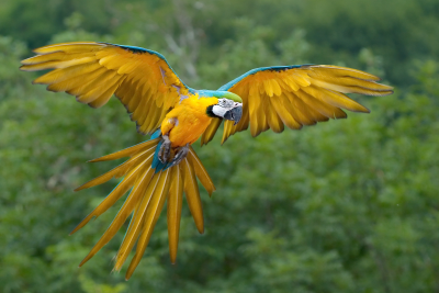 Blue & Yellow Macaw_Ara ararauna