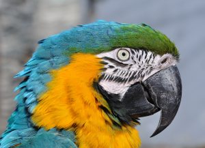 Blue and Yellow Macaw_Ara_ararauna