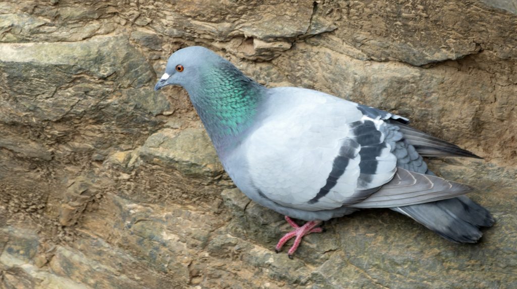 Rock Pigeon