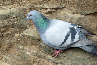 Rock Pigeon