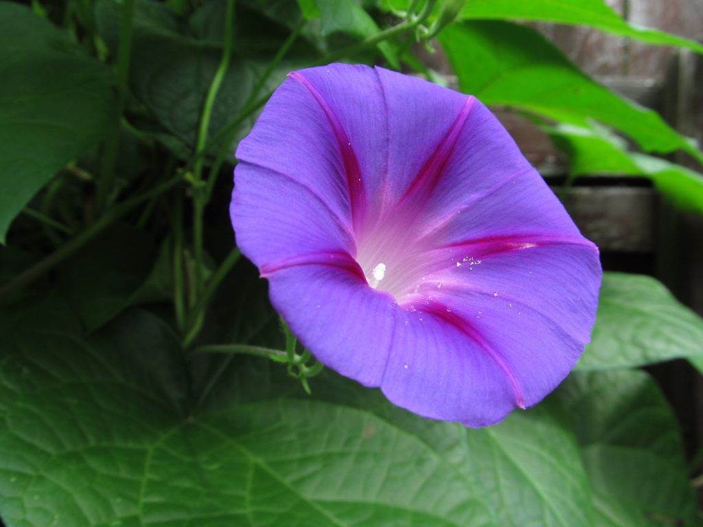 Common Morning Glory_Ipomoea purpurea