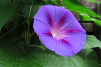 Common Morning Glory_Ipomoea purpurea
