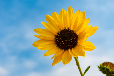 Common Sunflower