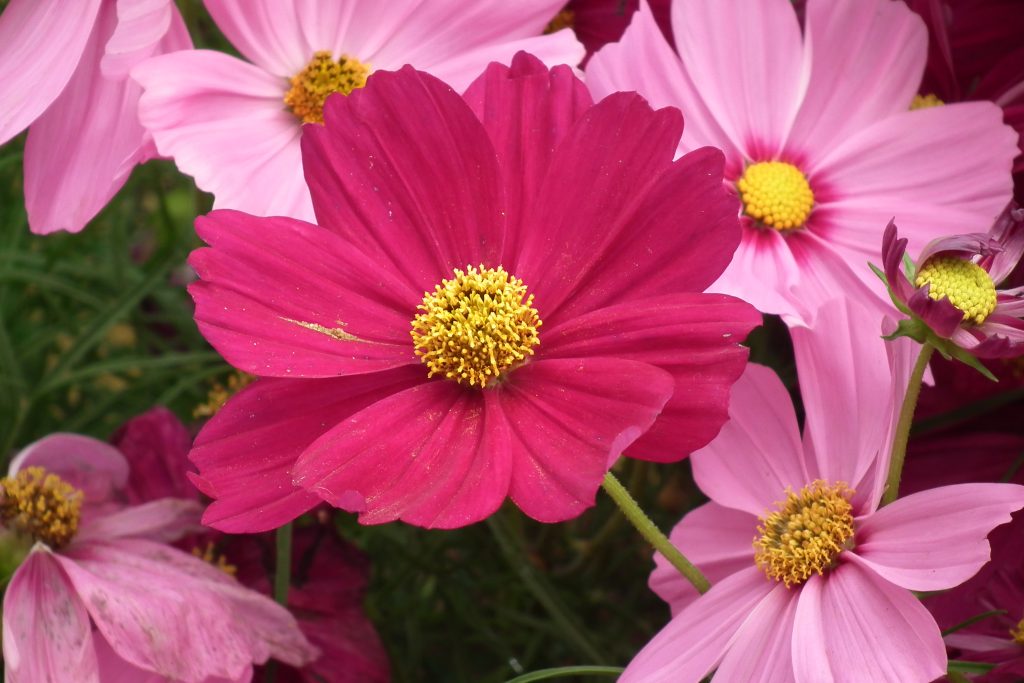 Cosmos flower at Lalbagh