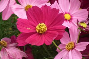 Cosmos flower at Lalbagh