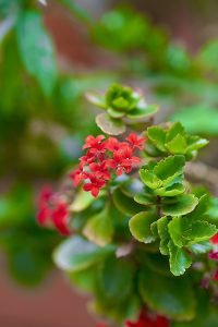 Florist Kalanchoe (Kalanchoe_blossfeldiana)