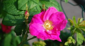 French Rose_Rosa gallica