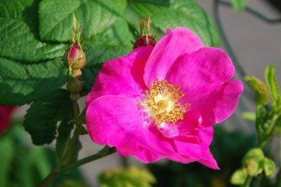 French Rose_Rosa gallica