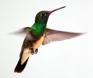 Glittering-throated Emerald