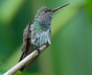 Glittering-throated Emerald_Chionomesa fimbriata