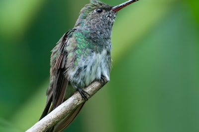 Glittering-throated Emerald_Chionomesa fimbriata