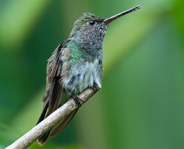Glittering-throated Emerald_Chionomesa fimbriata