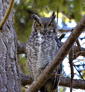 Great Horned Owl Canada
