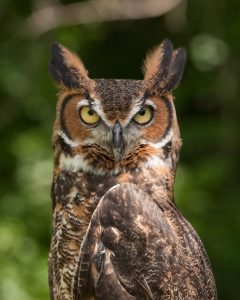 Great Horned Owl_Bubo virginianus