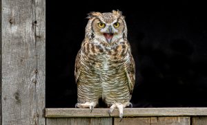 Great_Horned_Owl,_Ontario,_Canada