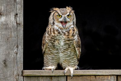 Great_Horned_Owl,_Ontario,_Canada