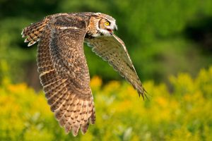 Great_Horned_Owl_in_Flight