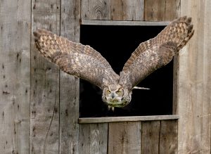Great_Horned_owl_flying