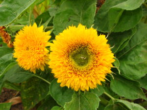 Helianthus annuus (cultivar)