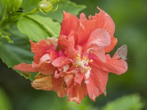 Common Hibiscus flower